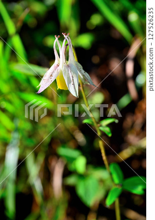 Mt. Mitsutoge in the Misaka Mountains - Ranunculaceae, Yellow Mountain Aquilegia 127526235