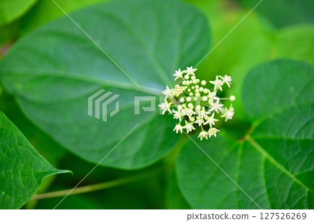 Mt. Mitsutoge in the Misaka Mountains: Asclepiadaceae Ikema Mt. Mitsutoge in the Misaka Mountains: Asclepiadaceae Ikema 127526269