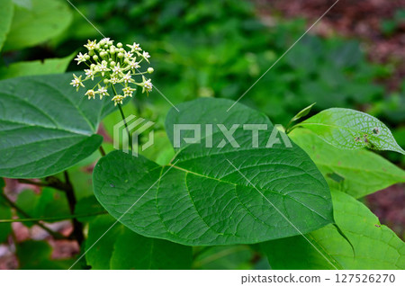 Mt. Mitsutoge in the Misaka Mountains: Asclepiadaceae Ikema 127526270