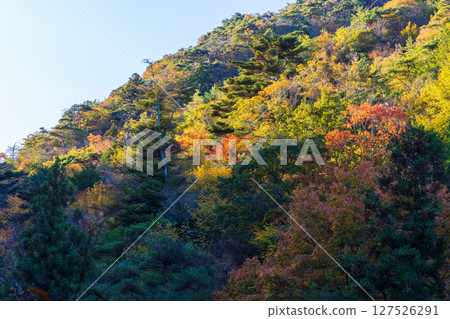 兵庫縣神戶的秋天，有馬溫泉的紅葉，瑞寶寺公園 127526291