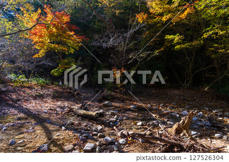 兵庫縣神戶的秋天，有馬溫泉的紅葉，瑞寶寺公園 127526304