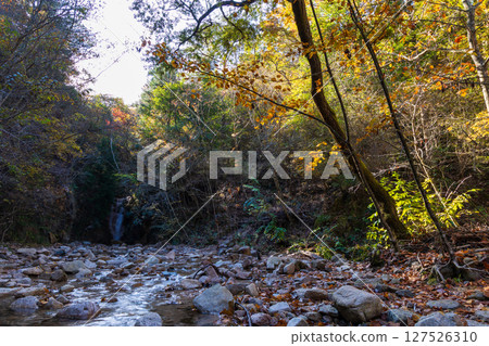 Autumn in Kobe, Hyogo Prefecture, Arima Onsen with autumn leaves, Zuihoji Park 127526310