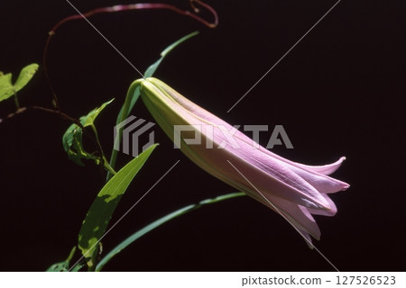 Sasayuri (Japanese lily) 127526523