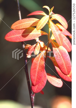 萩草（日本灌木三葉草）－僅在愛知縣發現 127526550