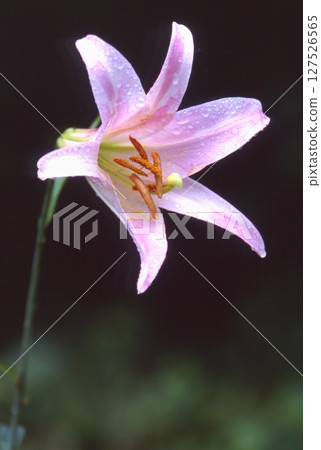 Sasayuri (Japanese lily) Sasayuri (Japanese lily) 127526565