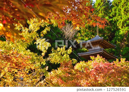 酒吞童子神社的紅葉(新潟縣) 酒吞童子神社的紅葉(新潟縣) 127526591