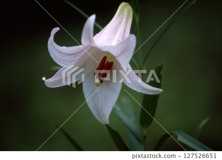 Sasayuri (Japanese lily) Sasayuri (Japanese lily) 127526651