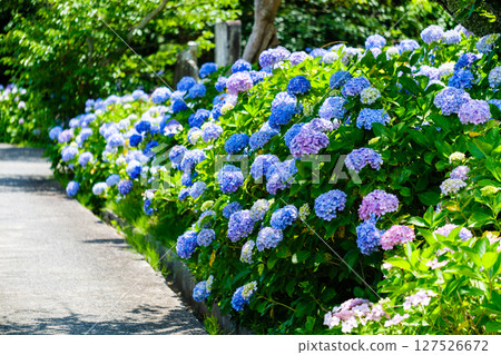 五彩繽紛的繡球花盛開的景象 127526672