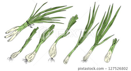 Green Onion Clipart Bundle, Colorful Hand Drawn Vegetable Set for Kitchen and Food Design Green Onion Clipart Bundle, Colorful Hand Drawn Vegetable Set for Kitchen and Food Design 127526802