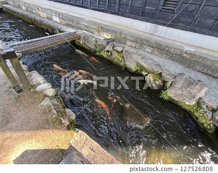 Carp swimming in the Seto River Carp swimming in the Seto River 127526808