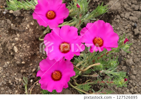 Pink portulaca flowers blooming in a garden in early summer 127526895