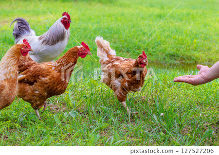 A man feeds chickens and roosters by hand in a green meadow 127527206