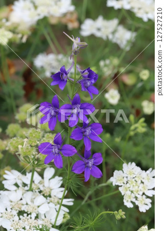 春天花園裡盛開的紫色報春花和白色菊花 127527210