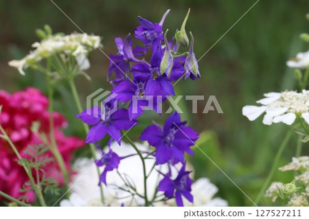 春天花園裡盛開的紫色報春花和白色菊花 127527211