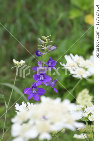 Purple primula flowers and white iberis flowers blooming in a spring garden 127527214