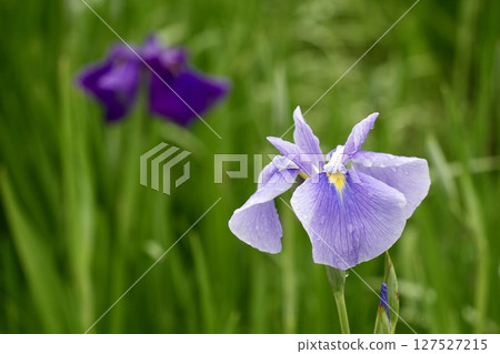 Beautiful purple and light purple irises blooming after the rain, with drops on the petals Beautiful purple and light purple irises blooming after the rain, with drops on the petals 127527215