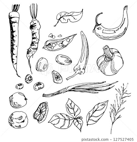 Hand drawn set of spices in vintage style, sketchy illustrations of herbs on white background 127527405