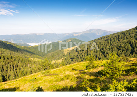 mountain summer landscape. wonderful carpathian woods. fir trees near the grassy meadow with forest on hillside under blue sky with clouds. natural environment in morning light. travel destination mountain summer landscape. wonderful carpathian woods. fir trees near the grassy meadow with forest on hillside under blue sky with clouds. natural environment in morning light. travel destination 127527422