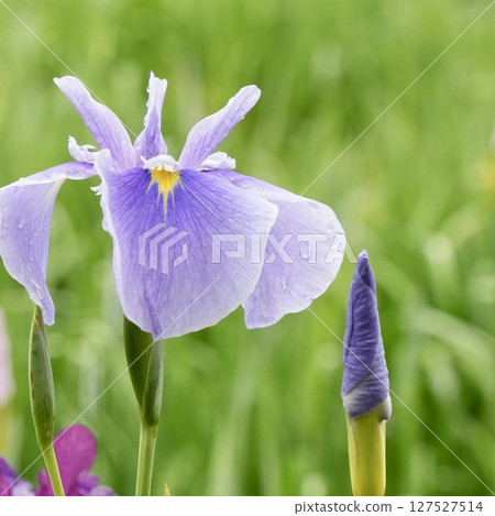 Beautiful light purple irises wet with rain, soft background Beautiful light purple irises wet with rain, soft background 127527514
