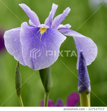 Beautiful light purple irises wet with rain, soft background 127527517