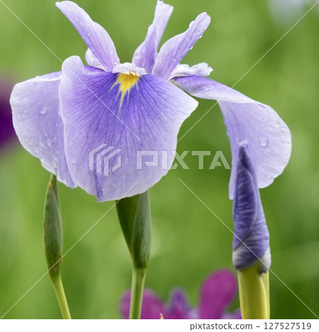 Beautiful light purple irises wet with rain, soft background 127527519