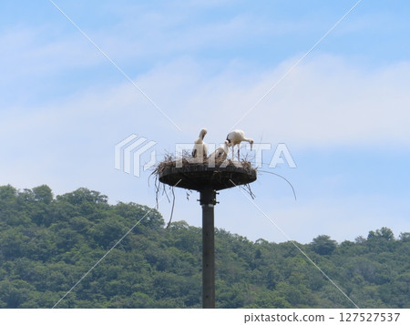 鸛巢塔上的鸛,兵庫縣上郡町出生的鸛雛鳥,遠景,背後是藍天和山脈,複製空間 鸛巢塔上的鸛,兵庫縣上郡町出生的鸛雛鳥,遠景,背後是藍天和山脈,複製空間 127527537