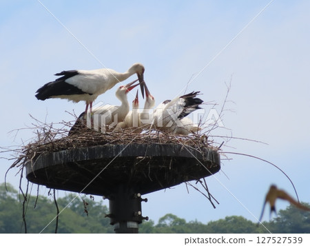 Storks on a nest tower, stork chicks born in Kamigori Town, Hyogo Prefecture, being fed by their parents Storks on a nest tower, stork chicks born in Kamigori Town, Hyogo Prefecture, being fed by their parents 127527539