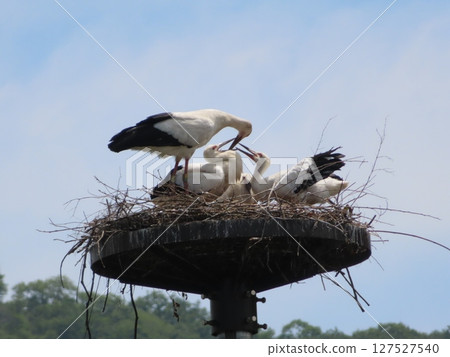Storks on a nest tower, stork chicks born in Kamigori Town, Hyogo Prefecture, being fed by their parents Storks on a nest tower, stork chicks born in Kamigori Town, Hyogo Prefecture, being fed by their parents 127527540
