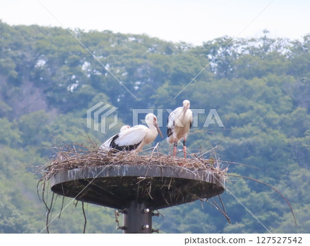 Stork on a nest tower, stork chicks born in Kamigori Town, Hyogo Prefecture 127527542