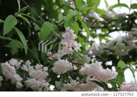 從春季到初夏盛開的日本木瓜花的白色花瓣略帶粉紅色。 127527703