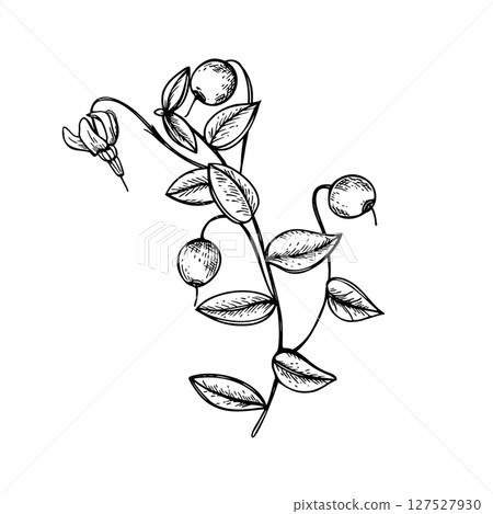 Cranberry branch with berries, flowers and leaves monochrome vector line ink illustration. Wild swamp berry for organic food packaging, holiday decoration, botanical design, rustic winter themes. 127527930