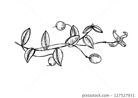 Creeping horizontal cranberry branch with berries and flowers monochrome vector illustration. Botanical element for organic cosmetics packaging, beauty product label, spa menus, healthy food Creeping horizontal cranberry branch with berries and flowers monochrome vector illustration. Botanical element for organic cosmetics packaging, beauty product label, spa menus, healthy food 127527931
