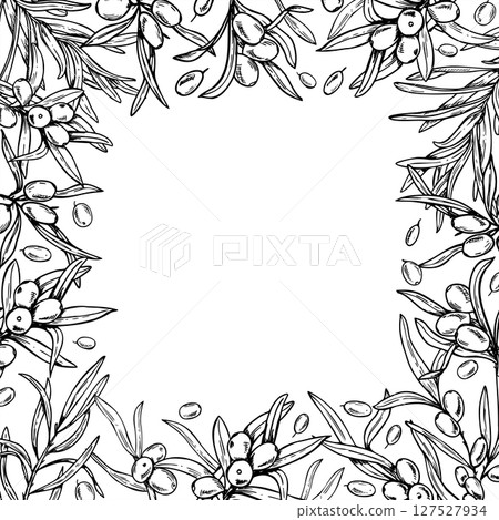 Square monochrome frame with sea buckthorn branches vector illustration, empty space for text. Etching drawing of healthy wild berries for cosmetic packaging, beauty product label, organic skincare. Square monochrome frame with sea buckthorn branches vector illustration, empty space for text. Etching drawing of healthy wild berries for cosmetic packaging, beauty product label, organic skincare. 127527934