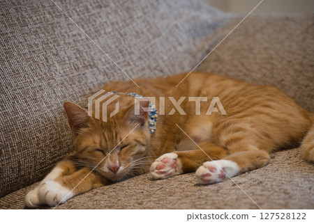 A cat sleeping peacefully 127528122