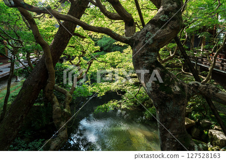 永觀堂舊北條庭園 永觀堂舊北條庭園 127528163
