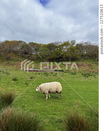 Islay island is located off Scotland west coast renowned for whisky distilleries and birdwatching. Numerous distilleries and diverse migratory birds make it a captivating destination. Islay island is located off Scotland west coast renowned for whisky distilleries and birdwatching. Numerous distilleries and diverse migratory birds make it a captivating destination. 127528615