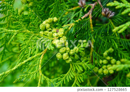 Ooi hiba的年輕果子 127528665