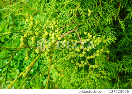 Ooi hiba的年輕果子 127528666