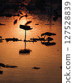 夕陽下波光粼粼的水面和水鳥 127528839
