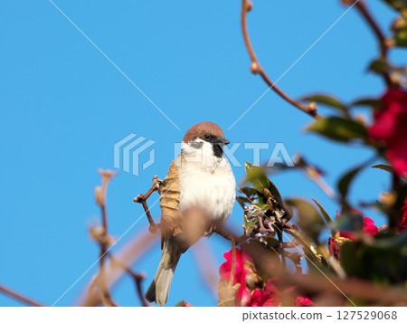 一隻麻雀在一朵紅花旁休息 一隻麻雀在一朵紅花旁休息 127529068