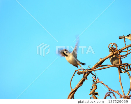 A sparrow flapping its wings under the blue sky A sparrow flapping its wings under the blue sky 127529069