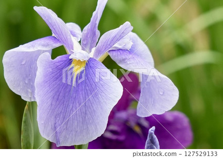 Beautiful light purple irises wet with rain, soft background 127529133