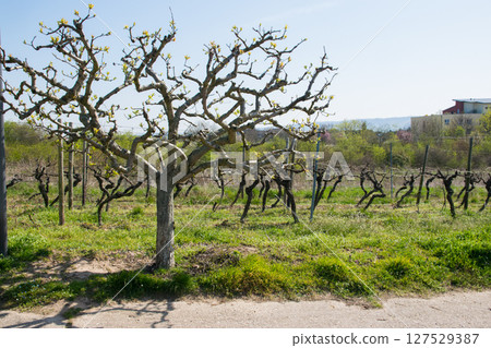 Big tree and landscape of vineyard with much empty grapes trees and green gras with flowers in the sun day. Spring nature background. Big tree and landscape of vineyard with much empty grapes trees and green gras with flowers in the sun day. Spring nature background. 127529387