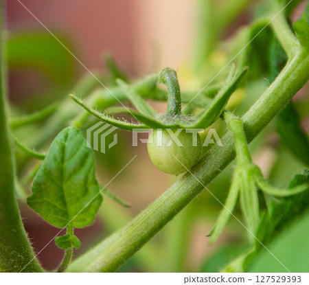 A little green tomato on the fresh bush in spring garden.  127529393