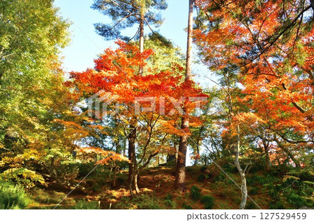 Autumn leaves at Fukuman Kokuzoson Enzoji Temple (Fukushima Prefecture) 127529459