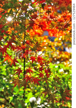 Autumn leaves at Fukuman Kokuzoson Enzoji Temple (Fukushima Prefecture) 127529464
