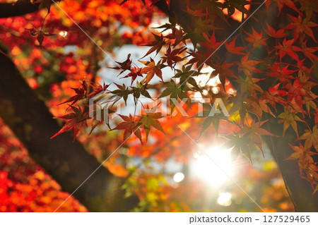 福萬國藏尊圓藏寺的秋葉（福島縣） 127529465