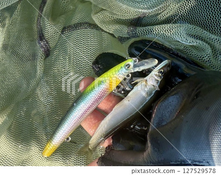 本季第一個香魚餌 本季第一個香魚餌 127529578