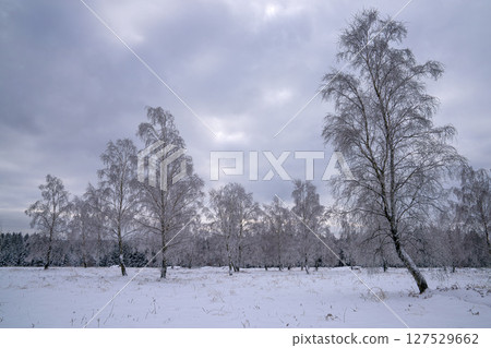 Eifel landscape, North Rhine Westphalia, Germany 127529662