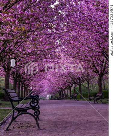 Rombergpark, Dortmund, North Rhine Westphalia, Germany 127529671